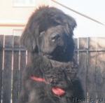 Превью фото № 11741