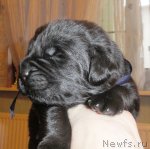 Превью фото № 117414