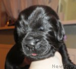 Превью фото № 117417