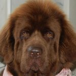 Превью фото № 117577