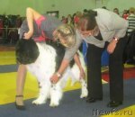 Превью фото № 117649