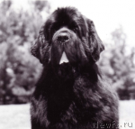 Превью фото № 117659