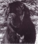 Превью фото № 117660