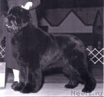 Превью фото № 117671