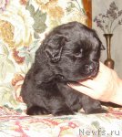 Превью фото № 117830