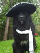 Превью фото № 117890