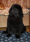 Превью фото № 117936