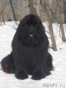 Превью фото № 117938