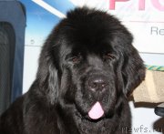 Превью фото № 117941