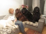 Превью фото № 118032