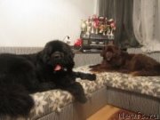 Превью фото № 118033