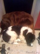 Превью фото № 118037