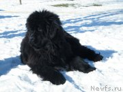 Превью фото № 118040