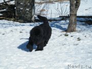 Превью фото № 118044