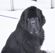 Превью фото № 118074