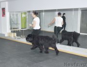 Превью фото № 118076