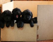 Превью фото № 118089