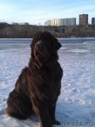 Превью фото № 118133