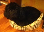 Превью фото № 118134