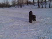 Превью фото № 118136