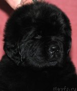 Превью фото № 118150