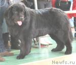 Превью фото № 11817