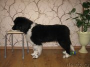 Превью фото № 118195