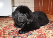 Превью фото № 118199