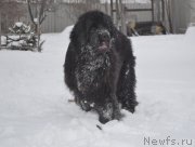 Превью фото № 118210