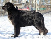 Превью фото № 118313