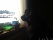 Превью фото № 118319