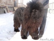 Превью фото № 118324