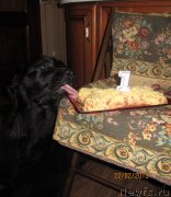 Превью фото № 118325