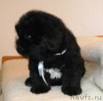 Превью фото № 11835