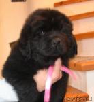 Превью фото № 11838