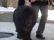 Превью фото № 118380