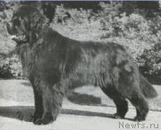 Превью фото № 118403