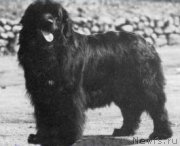 Превью фото № 118405