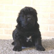 Превью фото № 118411