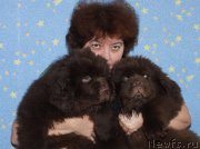 Превью фото № 118421