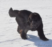 Превью фото № 118428