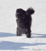 Превью фото № 118430