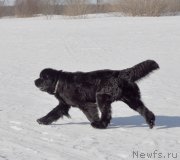 Превью фото № 118434