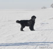 Превью фото № 118437