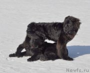 Превью фото № 118440