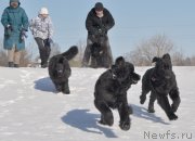 Превью фото № 118446