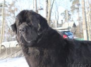 Превью фото № 118452