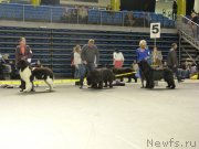 Превью фото № 118470