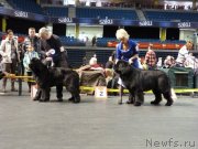 Превью фото № 118475