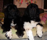 Превью фото № 118486